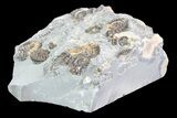 Ammonite (Promicroceras) Cluster - Somerset, England #86252-2